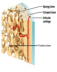 Structure of spongy bone showing trabeculae and marrow spaces