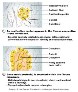 Steps of intramembranous ossification