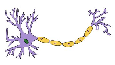 Diagram of a neuron with myelin sheath