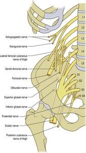 Lumbar and sacral plexus nerves