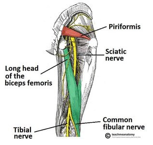 Sciatic nerve and associated muscles