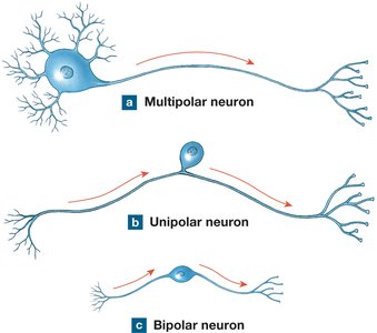 Types of neurons: multipolar, unipolar, bipolar