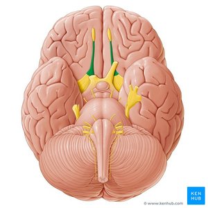 Olfactory bulb and tract in the brain