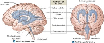 Ventricles of the brain, lateral and anterior views