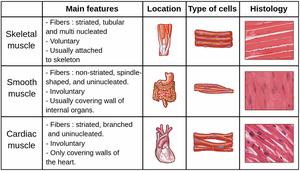 Comparison table of skeletal, smooth, and cardiac muscle tissue