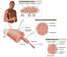 Organization of skeletal muscle from organ to fiber