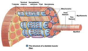 Structure of a skeletal muscle fiber