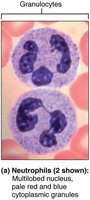 Neutrophils: multilobed nucleus, pale granules