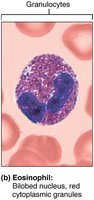 Eosinophil: bilobed nucleus, red granules