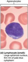 Lymphocyte: large nucleus, thin rim of cytoplasm