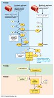 Intrinsic and extrinsic pathways of blood clotting (detailed)