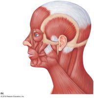 Lateral view of head and neck muscles