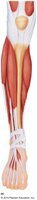 Anterior view of lower leg muscles