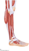 Medial and lateral views of lower leg muscles