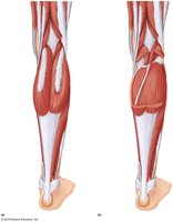 Posterior view of lower leg muscles