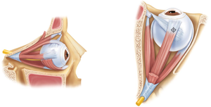 Anatomy of the extrinsic eye muscles