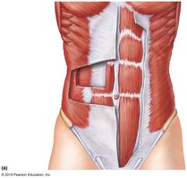Anterior view of abdominal muscles
