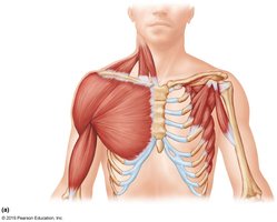 Anterior view of upper torso muscles