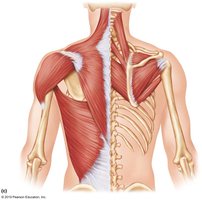 Posterior view of back muscles