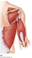 Posterior view of back and arm muscles