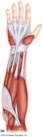 Anterior view of forearm muscles