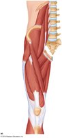 Anterior view of thigh muscles