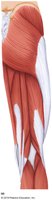 Posterior view of thigh muscles