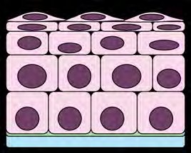 Stratified epithelial tissue