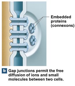 Gap junction structure