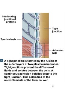 Tight junction structure