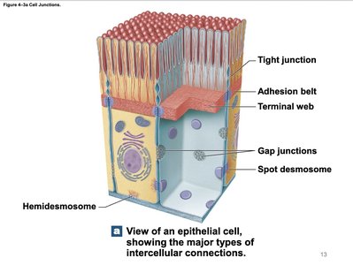 Types of cell junctions in epithelial tissue
