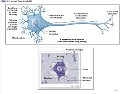 Structure of a neuron and neuroglia