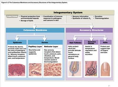 Overview of the integumentary system: cutaneous membrane and accessory structures