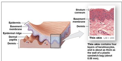 Thin skin structure with labeled layers
