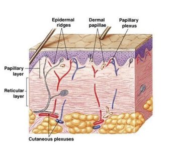 Dermal layers and blood supply