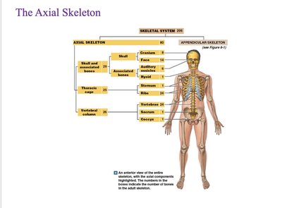 Axial skeleton overview