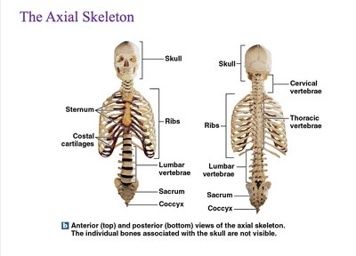 Anterior and posterior views of the axial skeleton