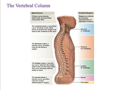 Vertebral column regions and curves