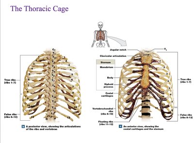 Thoracic cage: ribs and sternum