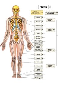 Appendicular skeleton with labeled bones