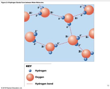 Hydrogen bonds between water molecules
