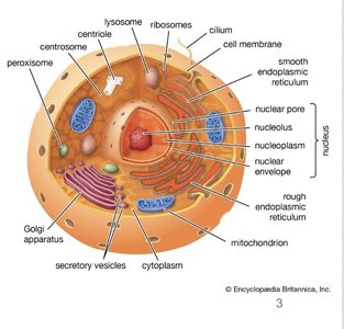 Labeled diagram of a typical animal cell