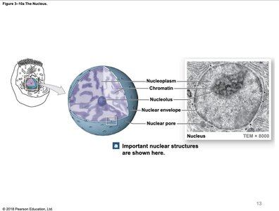 Structure of the nucleus with labeled components