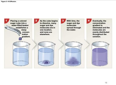 Stages of diffusion in a beaker
