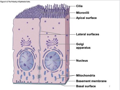 Polarity of epithelial cells