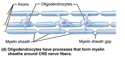 Oligodendrocytes forming myelin in CNS