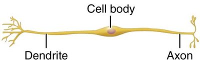Bipolar neuron