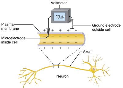 Measuring membrane potential in neurons
