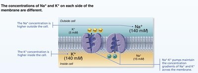 Concentration gradients of Na+ and K+ across membrane