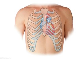 Heart Inside Ribs Anatomy & Physiology Study Guide: Cardiovascular System | Notes